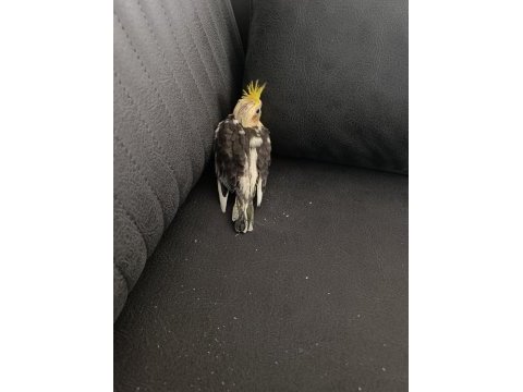 44 günlük yeni yeme düşmüş sultan papağanı