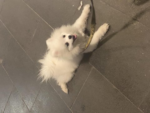 5 aylık pomeranian aşısı yapıldı kimliği var çiği takıldı