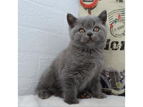 Safkan british shorthair gri yavrular