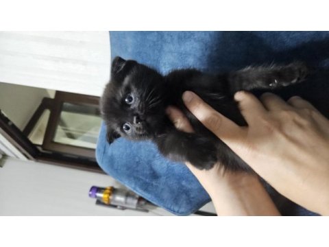 Scottish fold siyah kedimiz