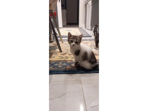 British longhair kırması kedimiz