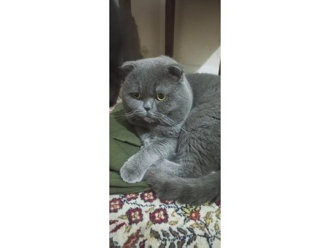 Ücretsiz sahiplendirme kedimiz