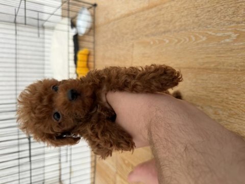 Kore toy poodle red brown