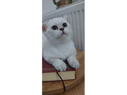 Efsane güzellikte british shorthair bebekler