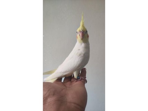 Eğitmelik iki aylık bebek lutino sultan papağanı