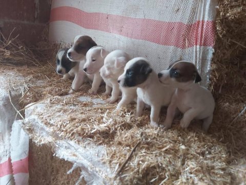 Jack russell minnikler