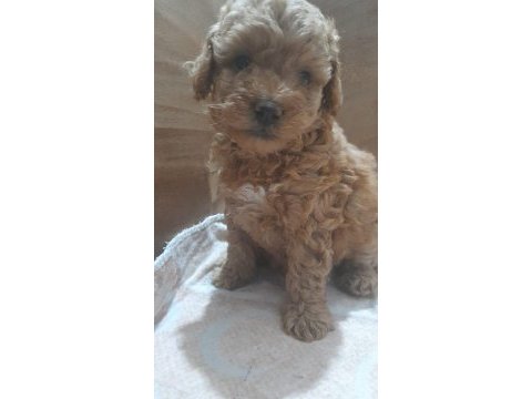 Saglık garantili toy poodle yavrularımız