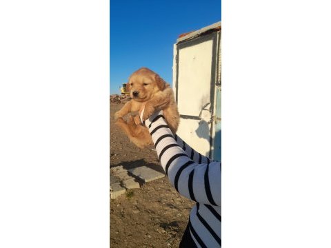 A kalite golden retriever köpekler