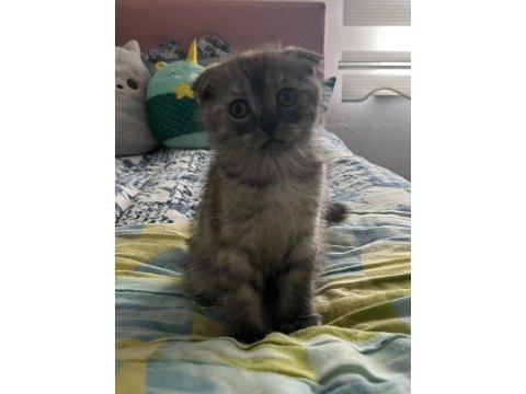 Anne altından scottish fold yavrular