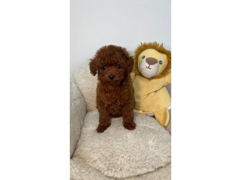 Tiny boy poodle bebekler