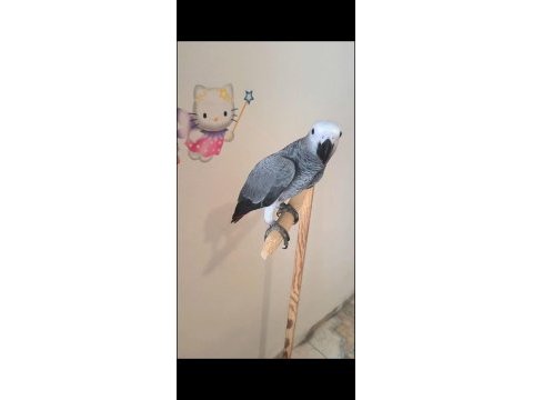 Jako papağanı yavrularımız yeni ailelerine gitmeye hazır