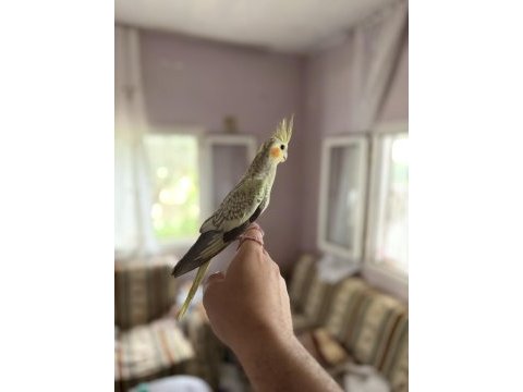 45 günlük ev ortamından sultan papağanı