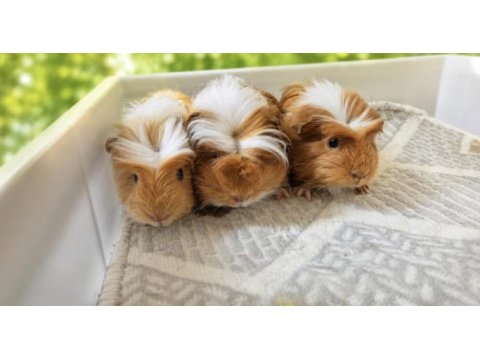 Safkan coronet ginepig bebekler