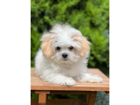 Çiçek gibi morkie oğlumuz