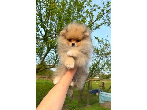 Pomeranian yavrularımız teslime hazır