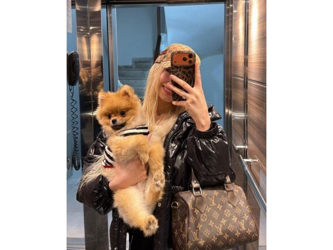 7 aylık aşıları tam kimlikli pomeranian