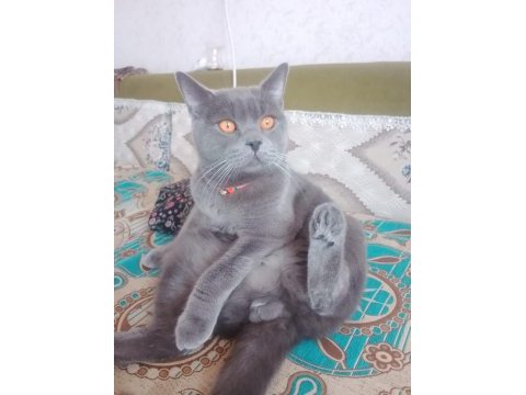 1 yaşında kısır erkek british shorthair