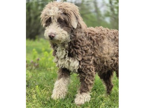 Trde nadir bulunan ırklardan ausiedoodle yavrumuz