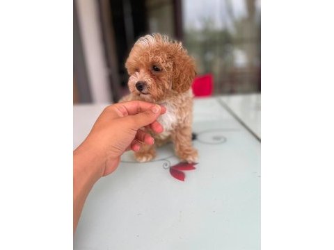 Tatlı yüzlü maltipoo bebeklerim