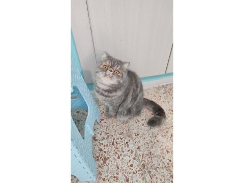 Exotic shorthair kardeşler