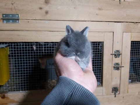 Cüce tavşan yavrusu istanbul