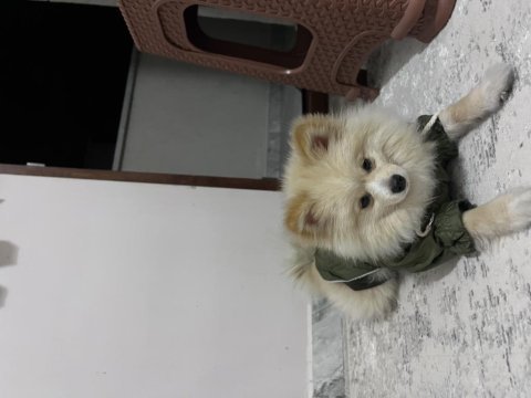 Pomeranian 4 aylık