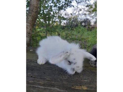 Safkan hollanda lop tavşanı
