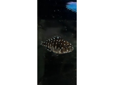 Tropheus maswa yavruları