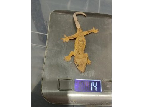 Crested gecko
