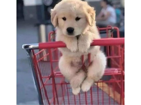 Dost canlısı golden retriever yavrular