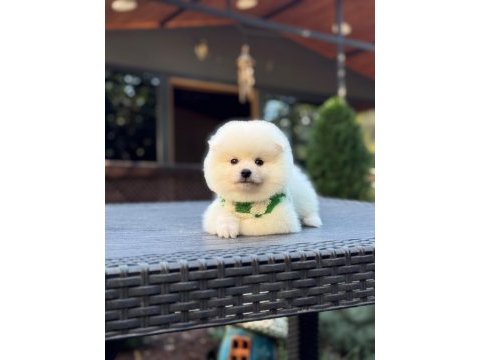 Minnoş pomeranian