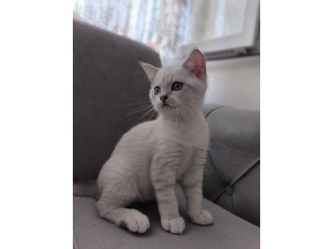 British blue point