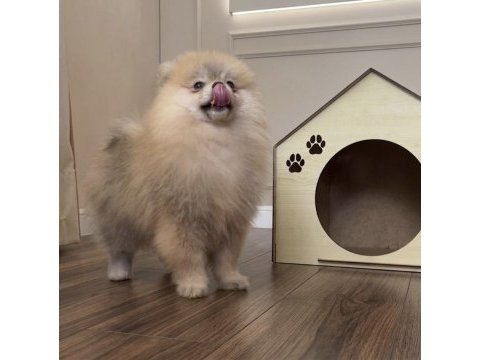 Pomeranian boo orange erkek