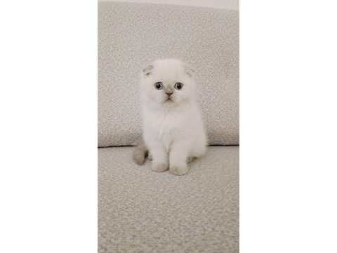 Maviş gözlü scottish fold yavrum yeni ailesini arıyor