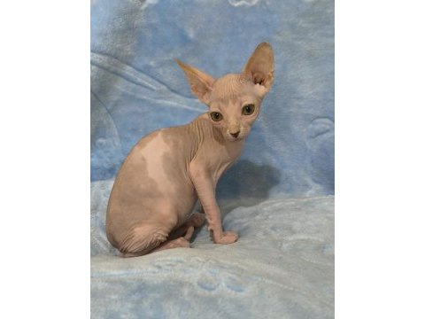 Kedimiz naked beauty sphynx cattery