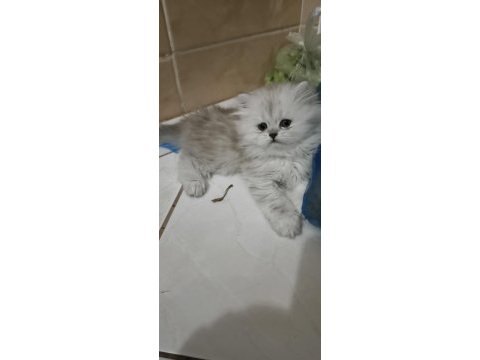 14 haziran doğumlu british longhair