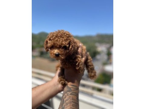Teacup kore poodle