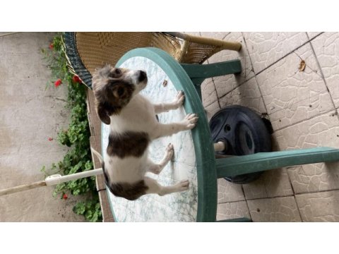 Kendi jack russell yavrumuza yuva arıyoruz