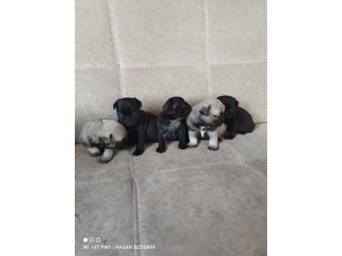 Kaliteli pug mops yavrular