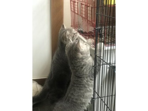 2 erkek 1 dişi 65 günlük british shorthair yavruları
