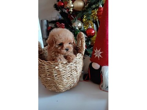 Dişi maltipoo yavru