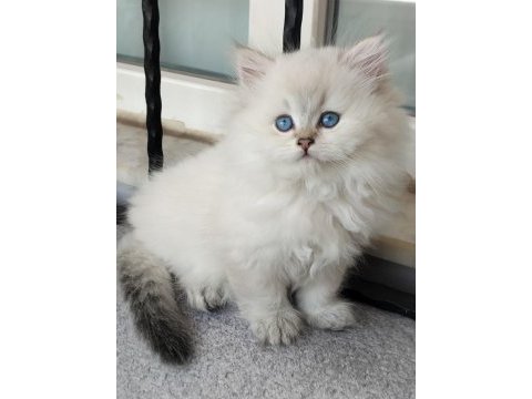 Boncuk gözlü bebek kediler