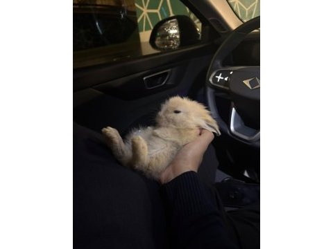Evcil hollanda lop tavşanı