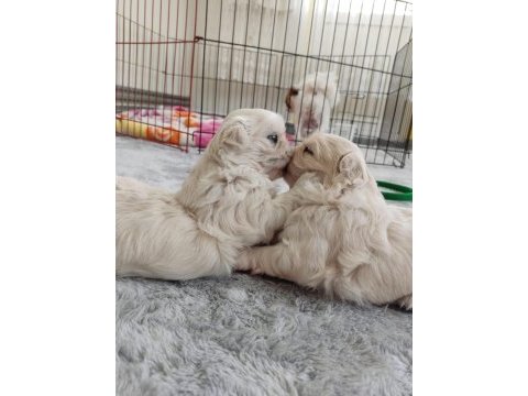 Pekinez cins köpek beyaz