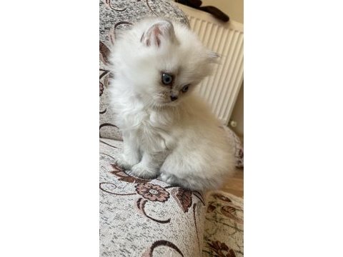 British longhair bebişler