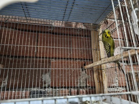 1.5 yaşında erkek jumbo muhabbet kuşu