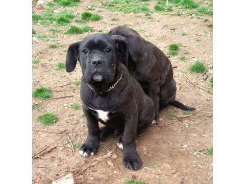 Irkının en iyisi cane corso yavrular kapıda ödeme mevcut