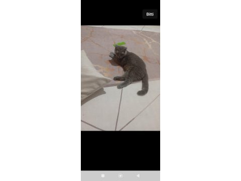 Prenses scottish fold kedimiz duman