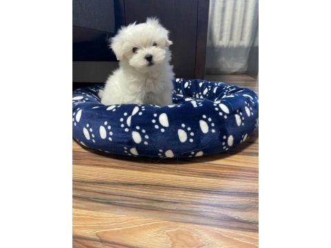 Orjinal kilo garantili maltese terrier yavrular
