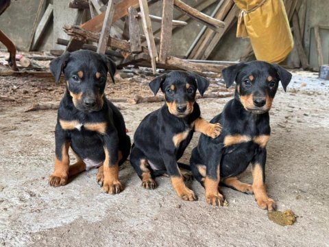 Doberman yavrularımız